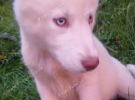 Siberian husky puppies