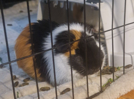 two males guniea pigs.