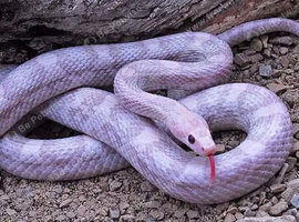 Lavander het palmetto corn snake