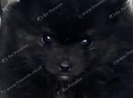 Pomeranian puppie