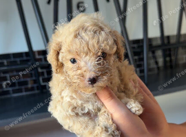 1 beautiful male puppie
