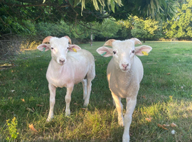 Registered Wiltshire Horn Ram Lambs