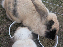 Female mixed breed rabbit