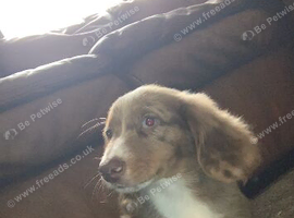 Beautiful male dachshund ready to leave to a beautiful loving forever home