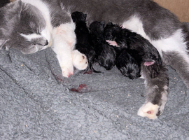 Four Little x Scottish folds