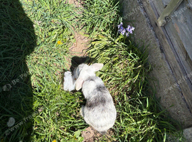 Female mini lop