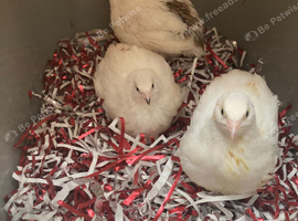 female jumbo quail 5 weeks old