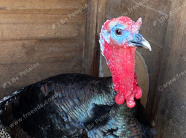 Turkey for rehoming