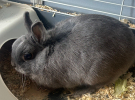 Blue male 2 years old