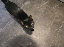 Male black cat
