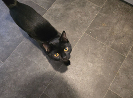7 month old kitten