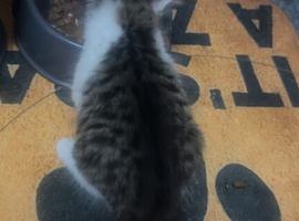 2 girls kitten for sale