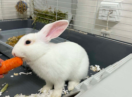 Little boy rabbit very cute and friendly