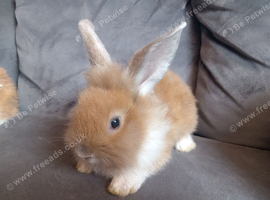4 bucks 8wks old ready now