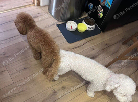maltipoo puppies for sale