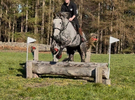 Eye catching super easy 16.2 Gelding