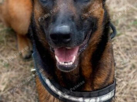 Forever home needed for Mali