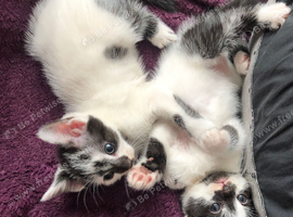 Cute furry kittens