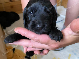 Sprocker spaniels puppies
