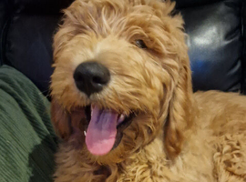 One left Labradoodle Boy for sale