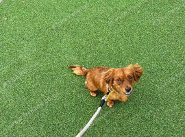 Dachshund x Pomeranian x jack