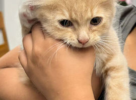 Female Kitten for Sale