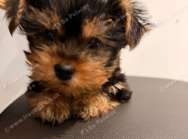 YORKSHIRE TERRIER ONLY BOY