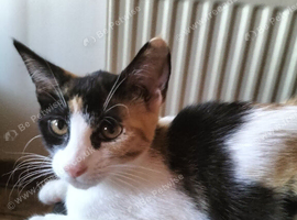 Amber nd raven rehome ASAP