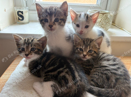 4 gorgeous kittens.