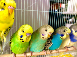 Beautiful Baby Budgies .& Cages Various. Mutations