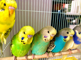 Beautiful Baby Budgies .& Cages Various Mutations