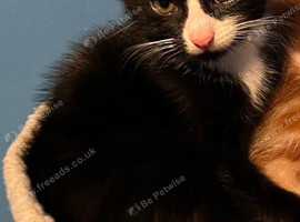 Tuxedo make kitten