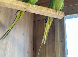 Pair of Indian ring necks