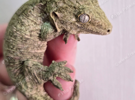Leachianus Gecko F2 Tremper line Bayonnaise x Moro CB 25