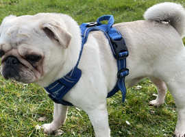 KC Registered Pug for STUD