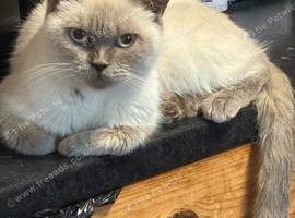 British shorthair female un neutered