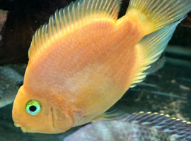 Parrot fishes