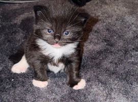 3 beautiful kittens