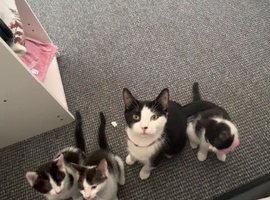 a kitten for sale