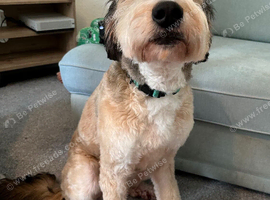 Sable male Bernedoodle for rehome
