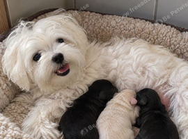 Adorable Maltipoo puppies