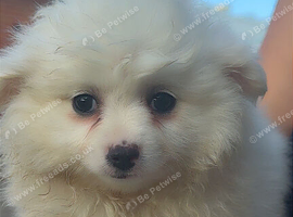 Pom pups