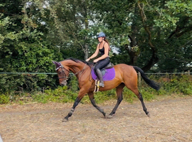 Gorgeous chunky mare