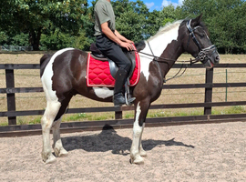 Badger 14.3hh cob x gelding