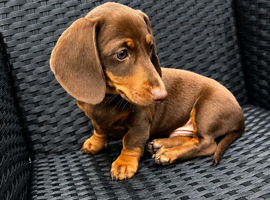REDUCED!! KC registered Miniature Dachshund puppy&rsquo;s