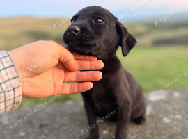 One kc gorgeous Labrador pup still available