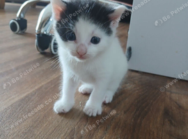 4 beautiful kittens