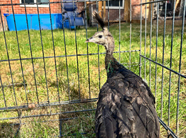 Javan green male chick