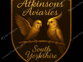 3 cockatiel chicks ready now 8 weeks old