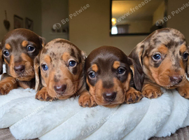 KC registered miniature dachshund puppies